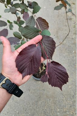 Лещина обыкновенная Пурпуреа (Purpureum)
