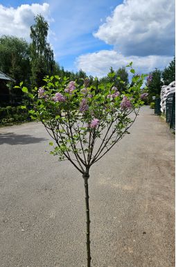 Сирень Мейера Палибин на штамбе (Meyeri Palibin Pa)