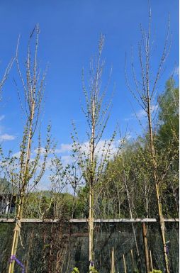 Клен красный Брендивайн (Brandywine)