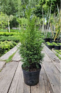 Туя западная Пирамидалис Компакта (Pyramidalis Compacta)