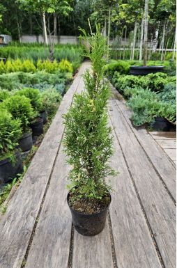 Туя западная Смарагд Вариегата (Smaragd Variegata)