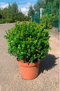 Самшит вечнозеленый (Evergreen)