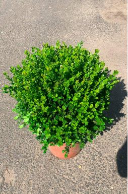 Самшит вечнозеленый (Evergreen)