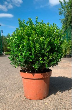 Самшит вечнозеленый (Evergreen)
