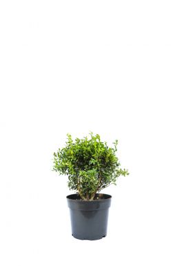 Самшит вечнозеленый (Evergreen)